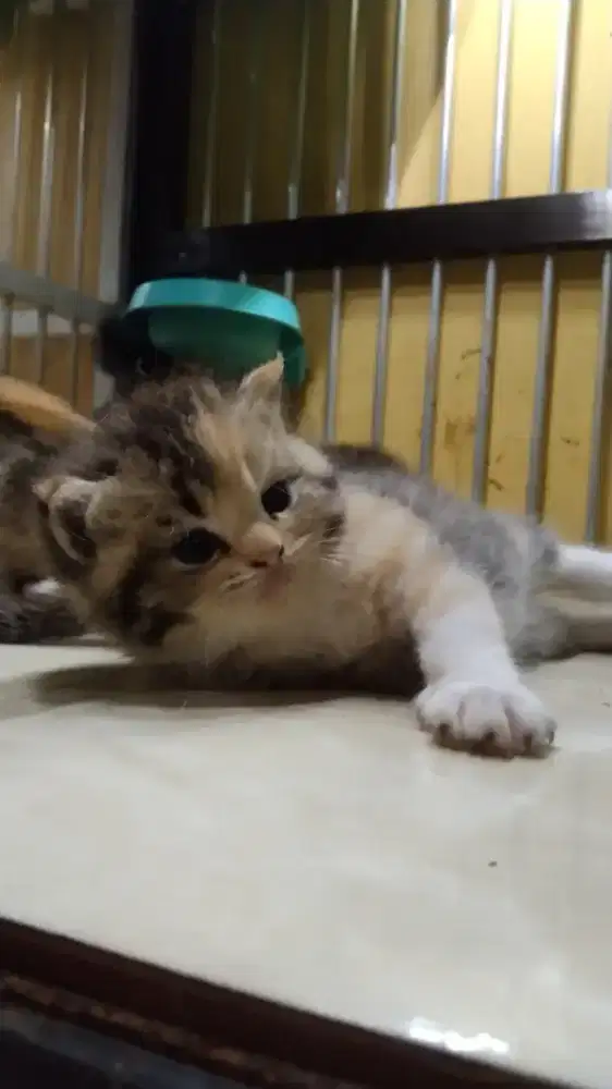 Kitten Mix BSH Golden Shorthair Betina