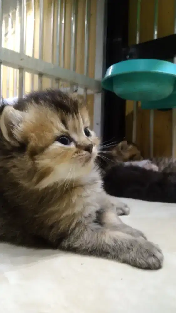 British Golden Longhair Betina