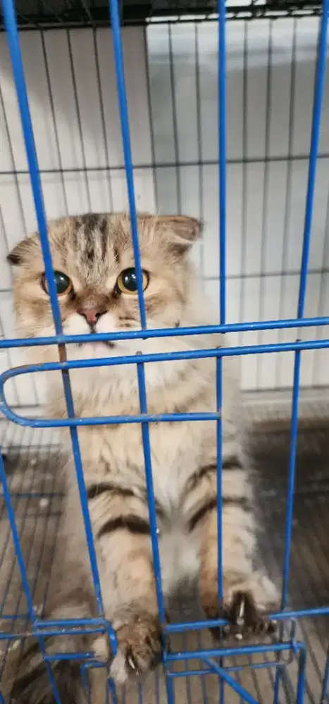 Lepas adopt kucing persia mix scottish fold jantan