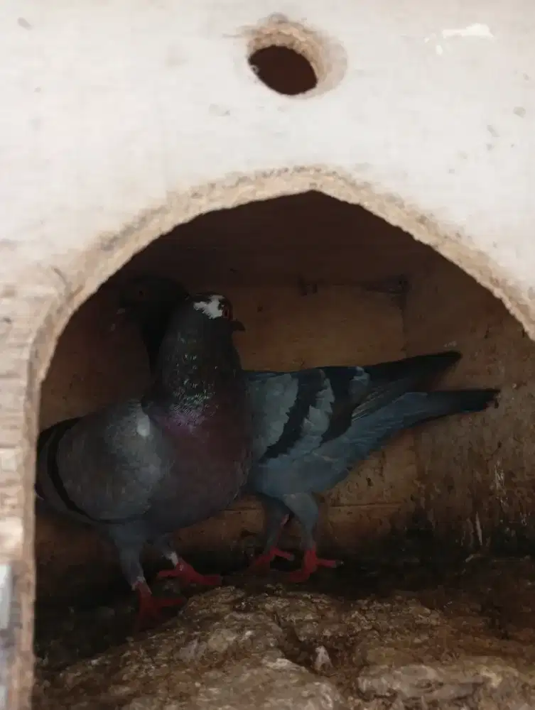 Burung dara pasangan.