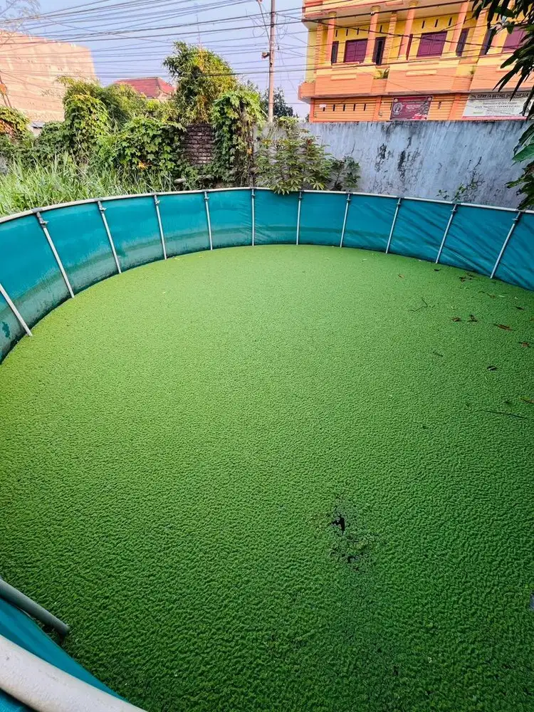 Ready stok azolla segar