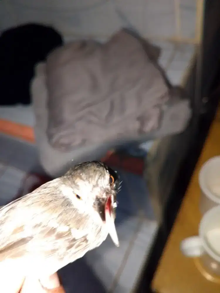 Burung cisem udh puetol rawatan lama