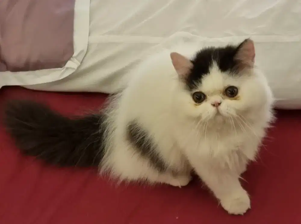 Kitten persia betina peaknose ekstrim