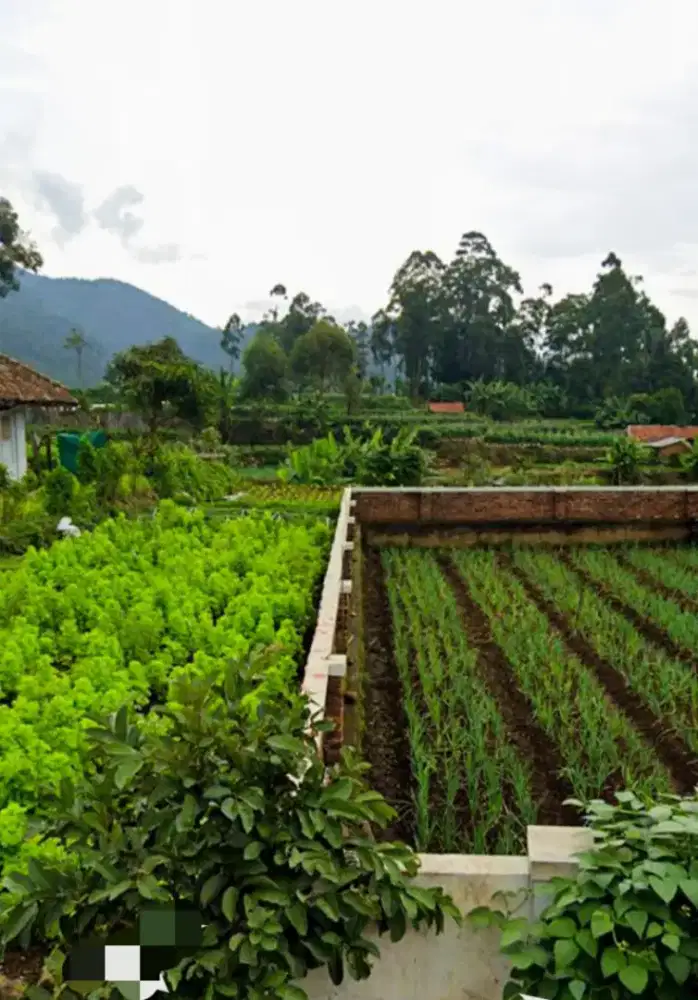 Tanah Pinggir jalan Rancabali Ciwidey