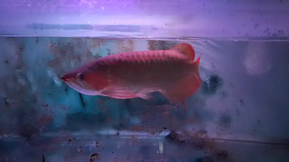 AROWANA SUPER RED