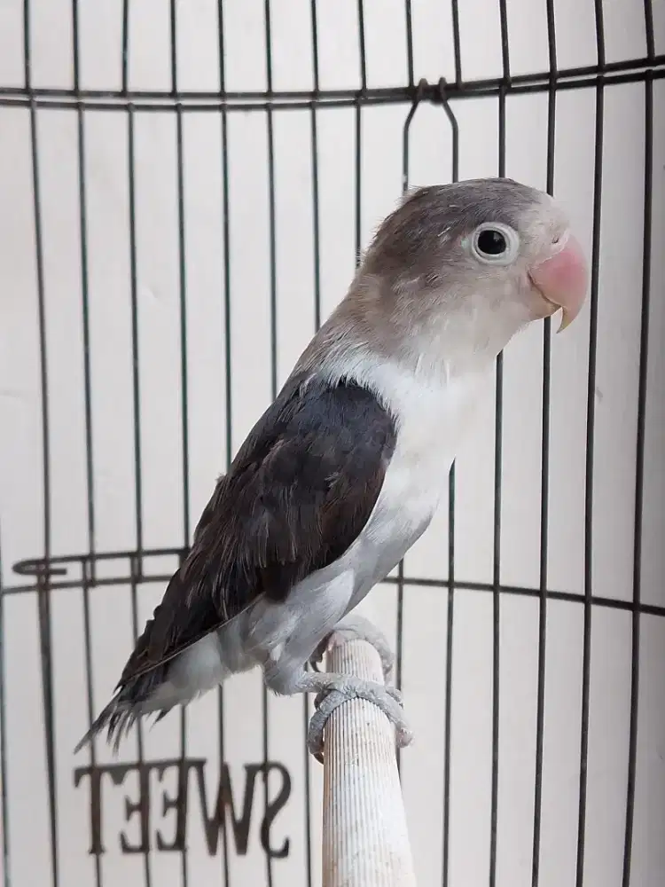 Burung lovebird jantan ganteng betmen