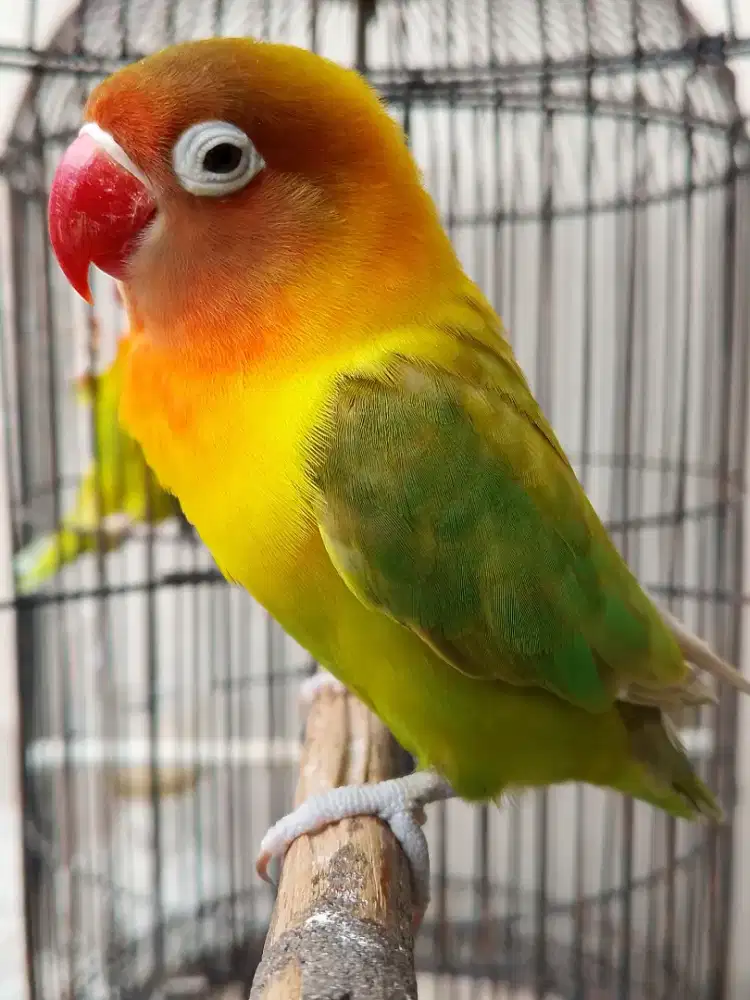 Burung lovebird betina cantik pasjo