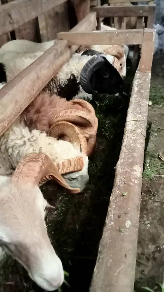 Domba qurban Bandung