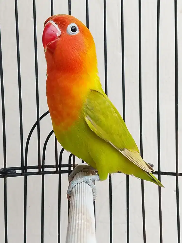 Burung lovebird beby cantik josss