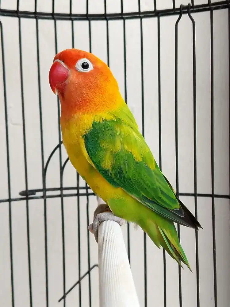 Burung lovebird jantan ganteng blorok mewah
