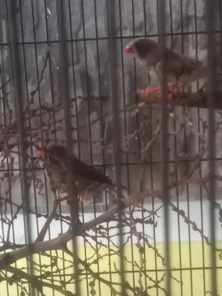 Jual cepat...2pasang ZEBRA finc