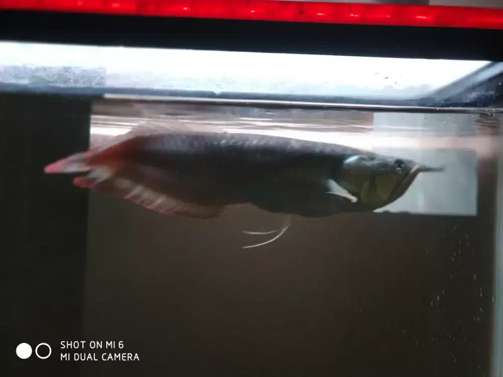 Ikan Arwana Silver Red dan Aquarium