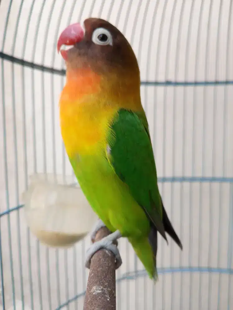 Burung lovebird betina cantik semi dakocan