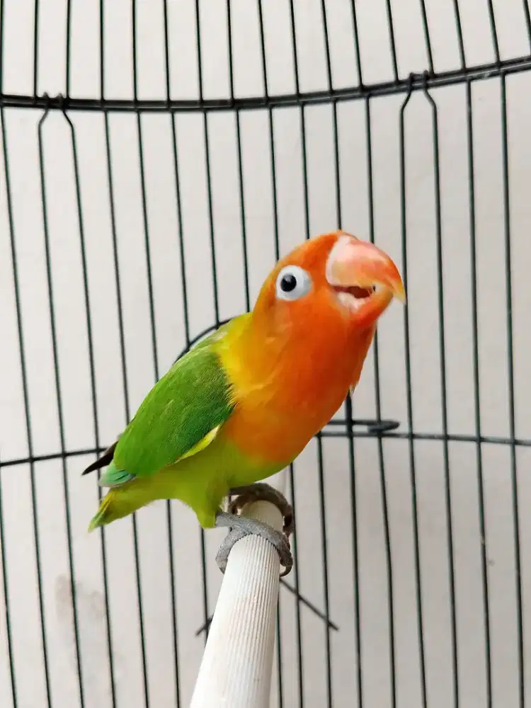 Burung lovebird beby paruh panjang