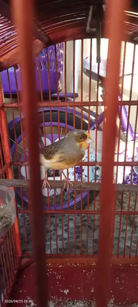 Burung kenari AF Super gacoran