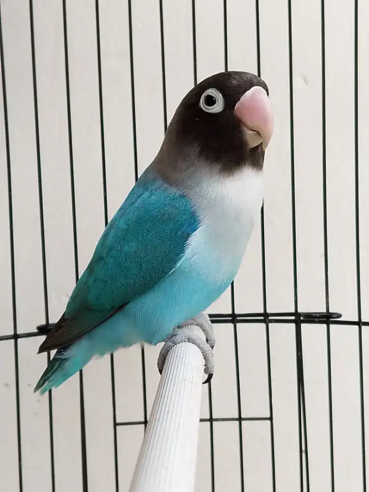 Burung lovebird betina cantik Cobalt perso