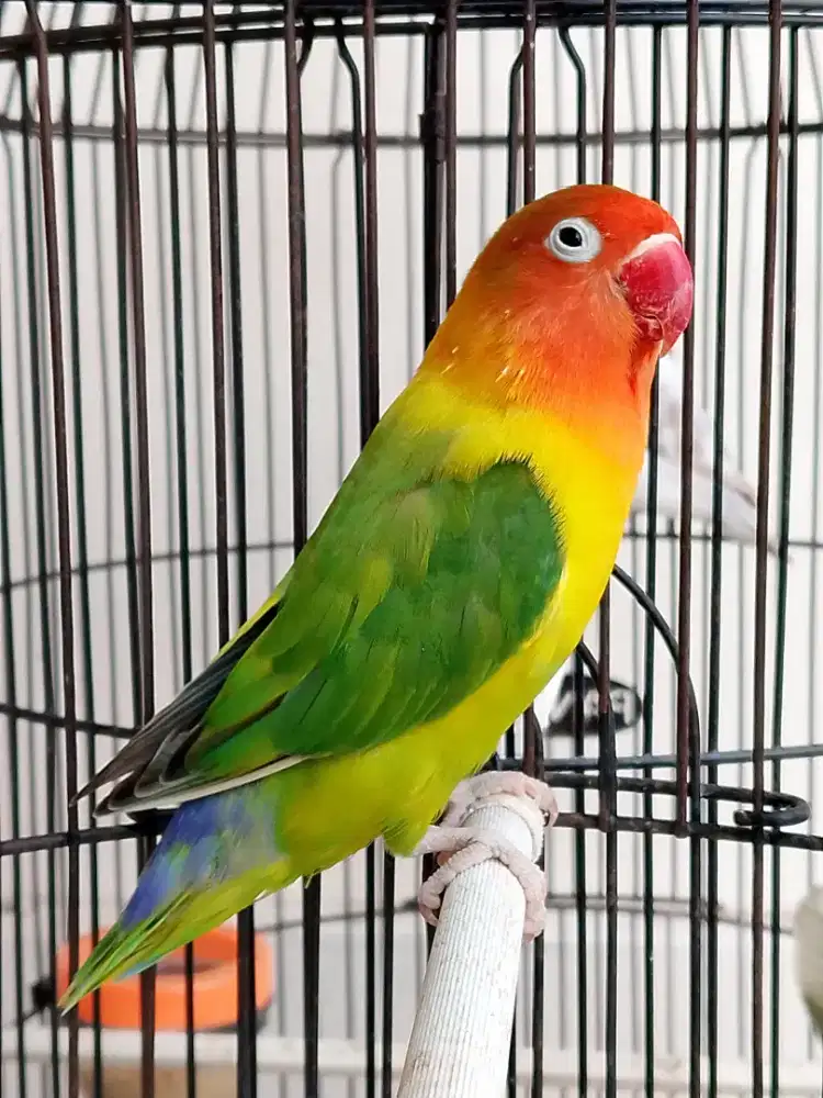 Burung lovebird betina cantik blorok juga ajib