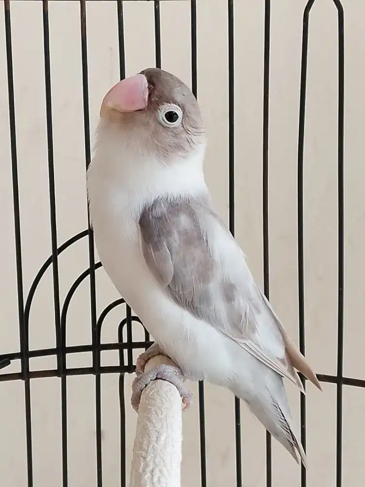 Burung lovebird betina cantik mokacino