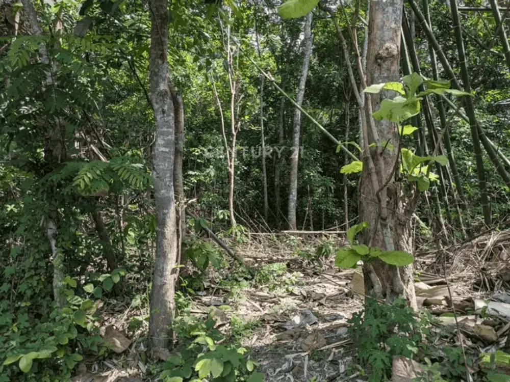 Dijual Tanah Di Bangunjiwo Bantul Cocok Untuk Villa