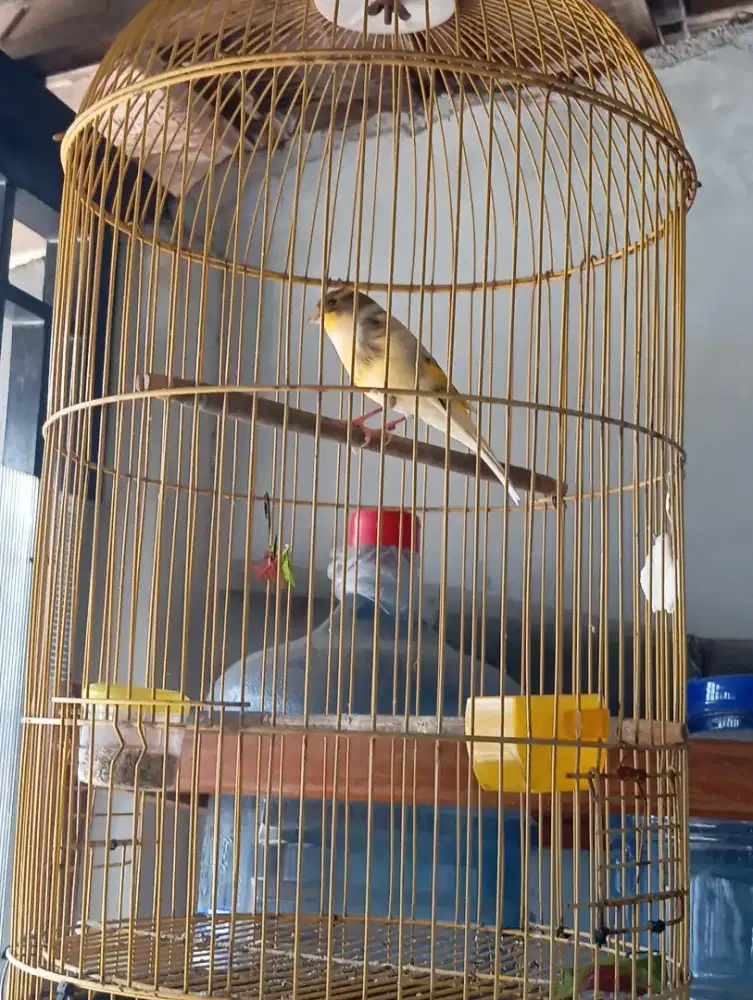 Kenari kalitan jantan