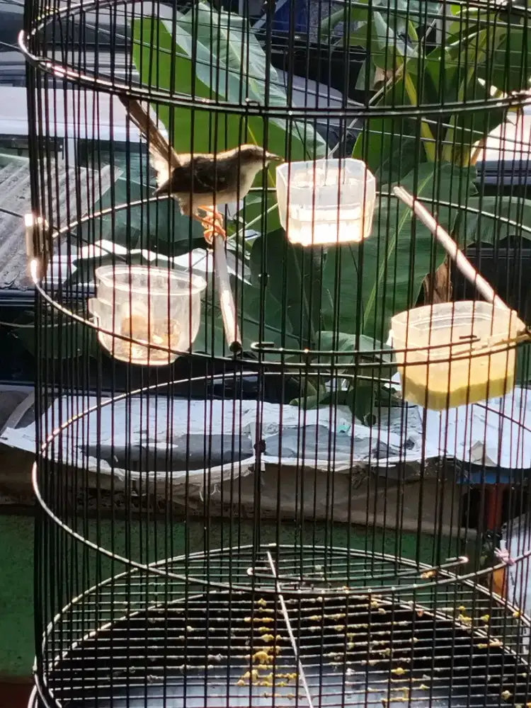 Ciblek sudah kristal