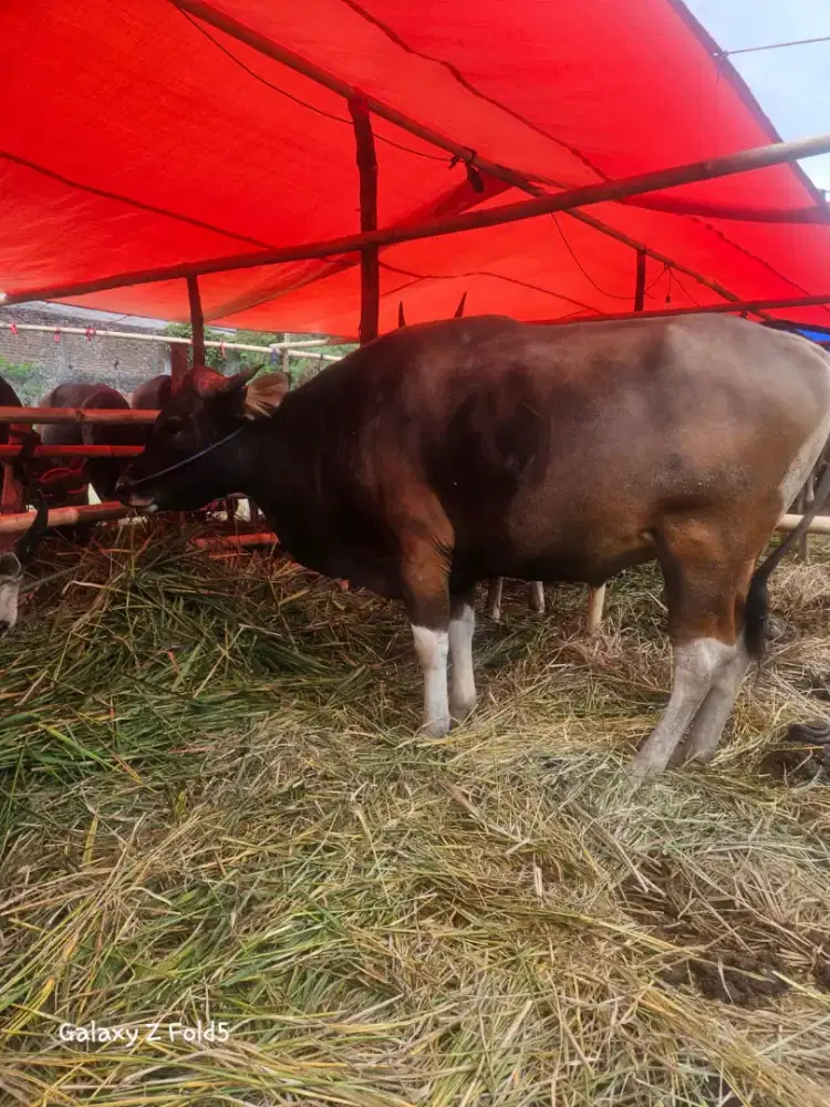 Sapi Qurban Kurban Bima NTB Bali