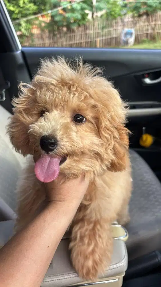 Anjing Poddle 5 Bulan Stunbum