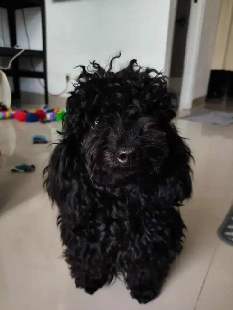 FEMALE toy poodle super manja 10 bulan