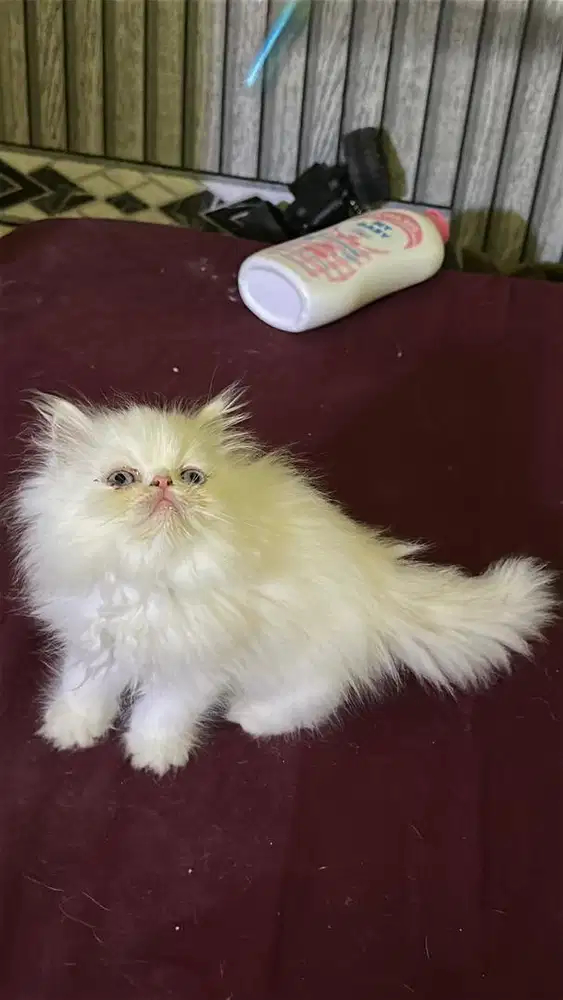 Persia peaknose longhair