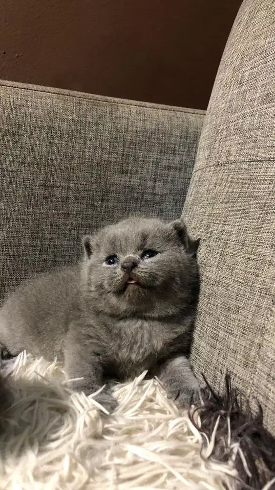 kucing kitten BSH blue british shortir