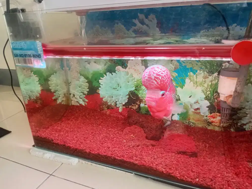 Glass Water tk 64 l dan louhan SRD 20 cm