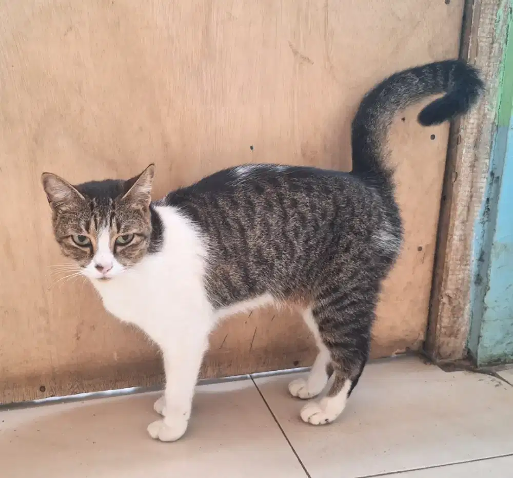 Kucing umur 3 tahun + kandang kucing