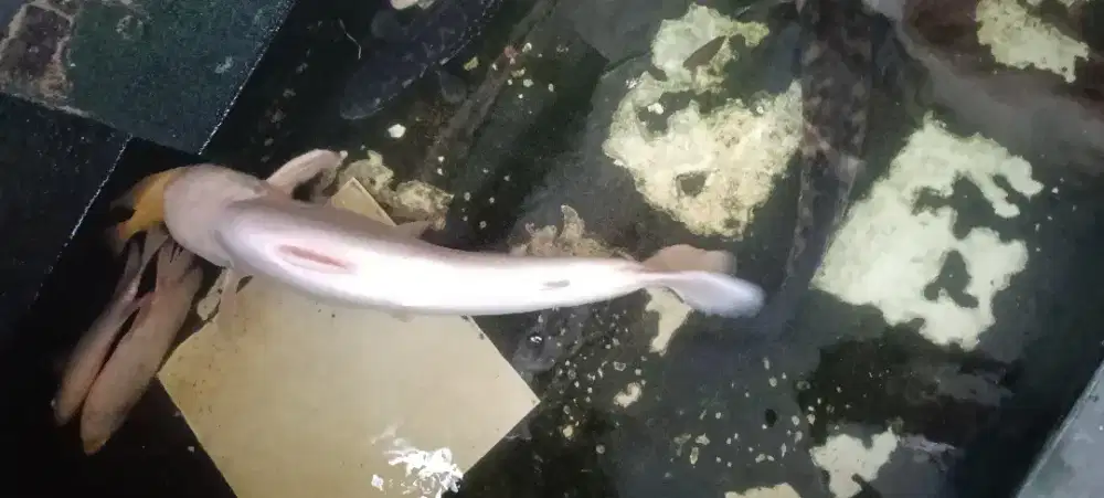 IKAN PATIN PUTIH ALBINO JUMBO