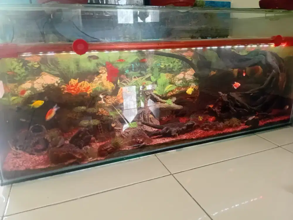 Aquarium aquascape 120 x50x40
