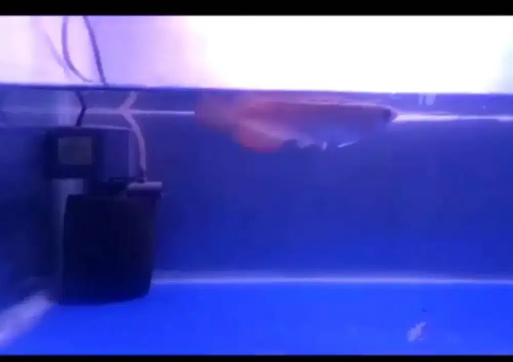 PROMO MURMER... arwana super red sz 13_15up + free 1ek patin