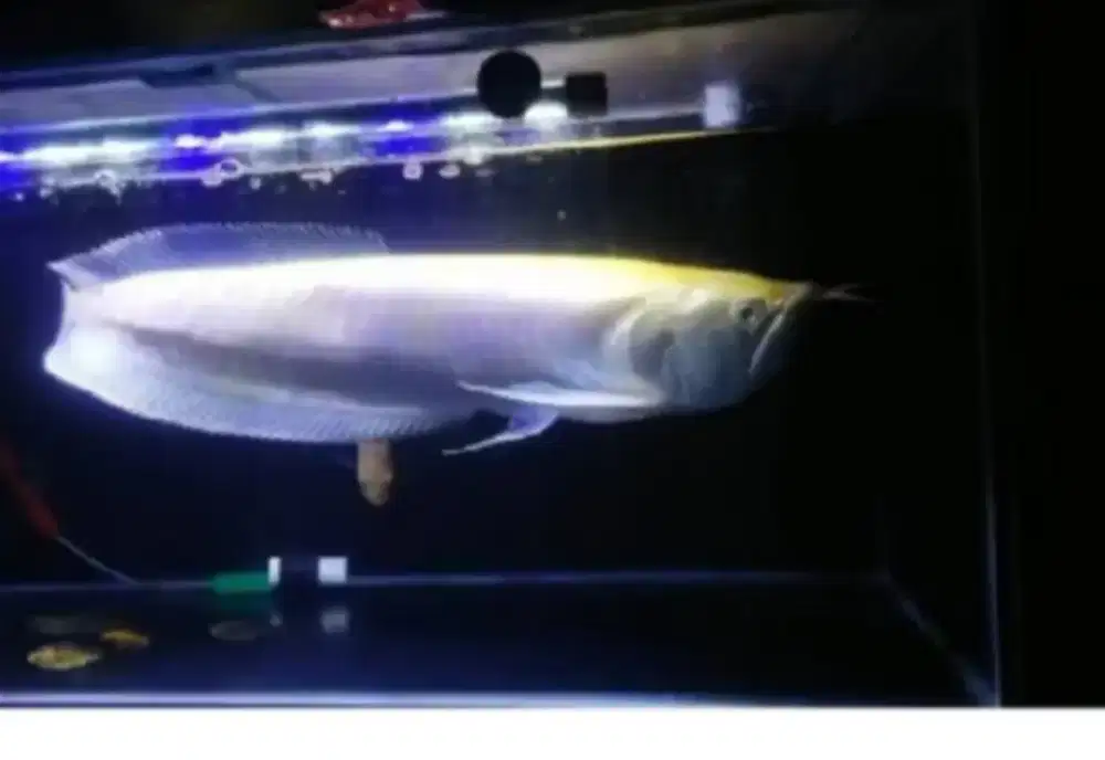 Best price.. arwana silred uk 33_35up + free sapu albino sz13_15up