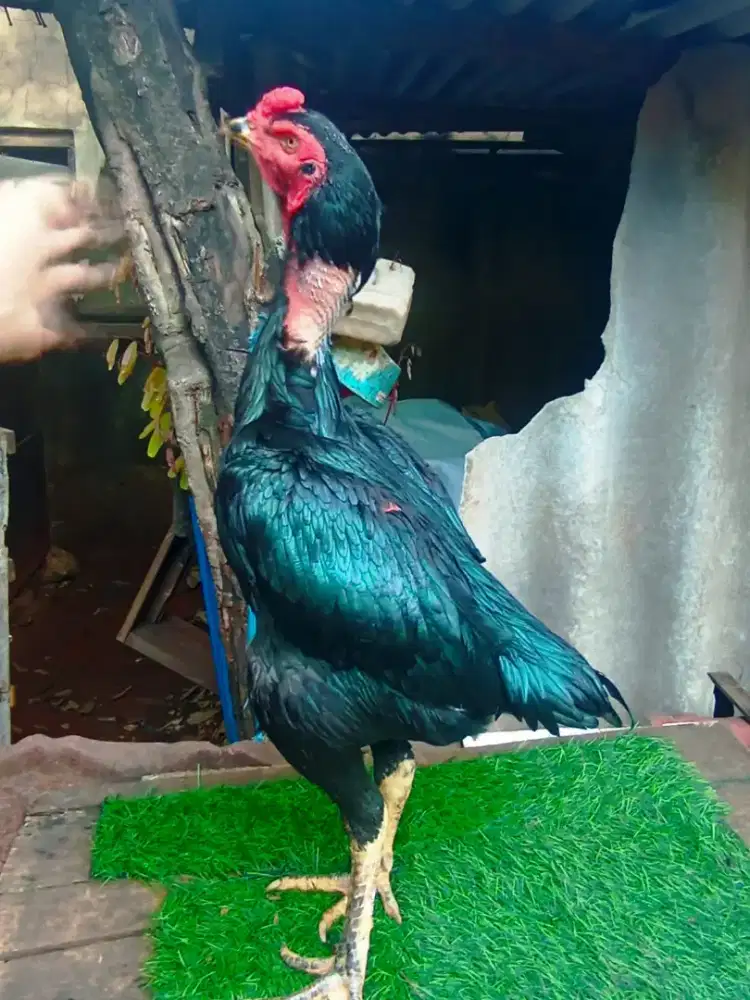 Ayam bangkok kumbang
