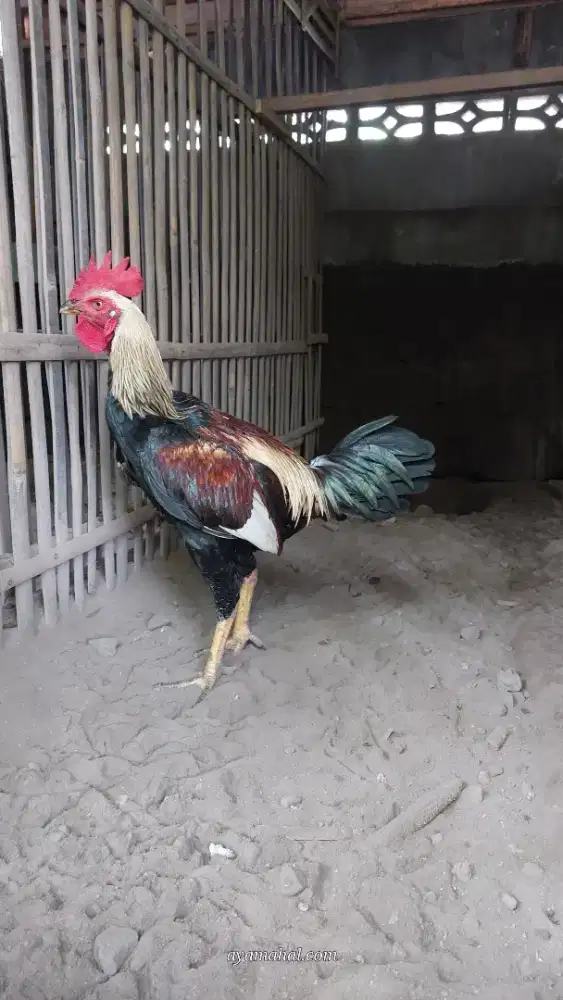 Ayam bangkok jogjakarta