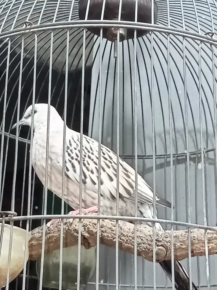 Tekukur Warna Leopard Brown