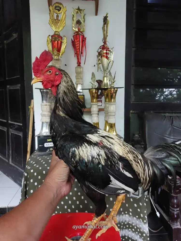 Ayam bangkok jogjakarta