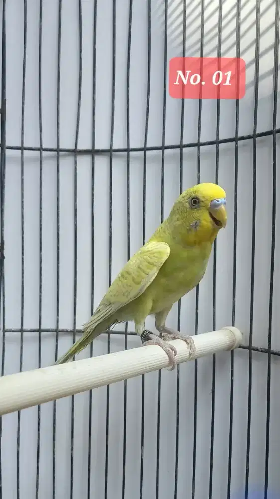Parkit Mutasi warna