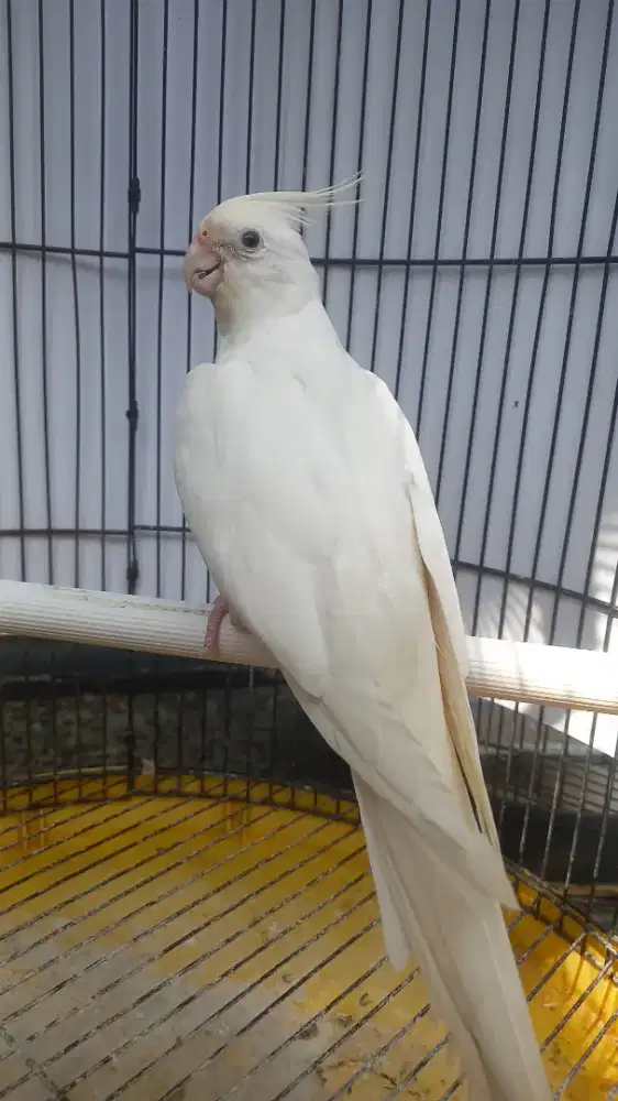 Falk albino Mata Hitam betina