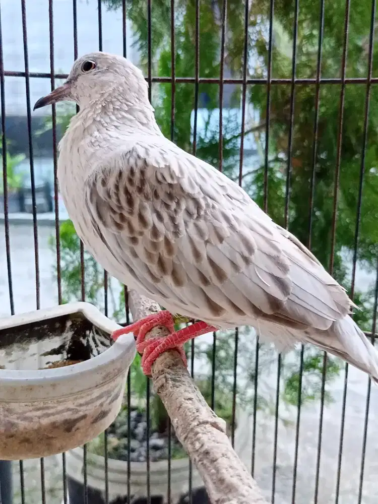 Leopard silver posible albino mm