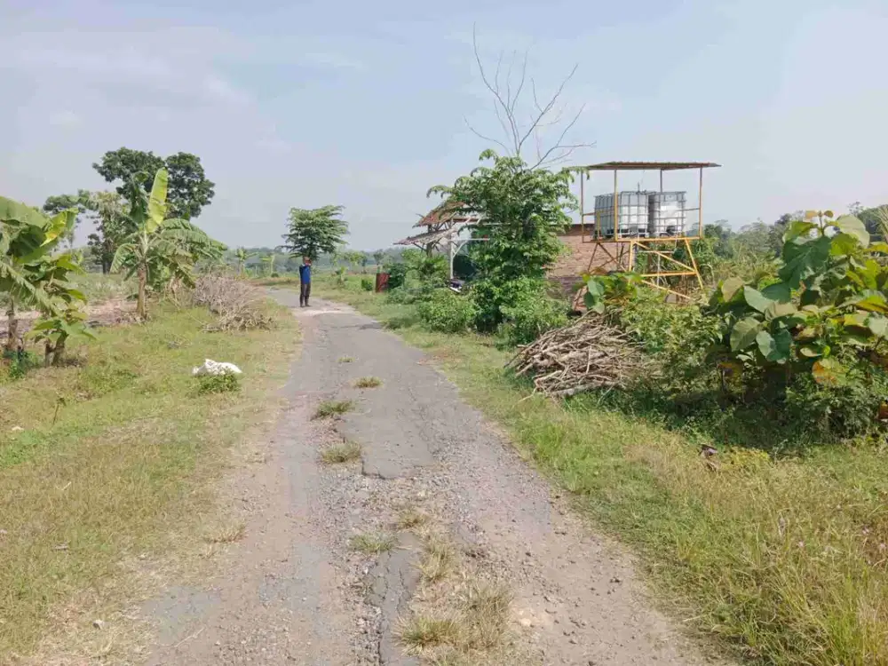 Dijual murah tegal Luas  6.266m² lebar 50 m, ditanami buah alpukat, akses jalan 6m jalan penghubung Desa paluhombo -  Pohgogor,  bendosari sukoharjo :