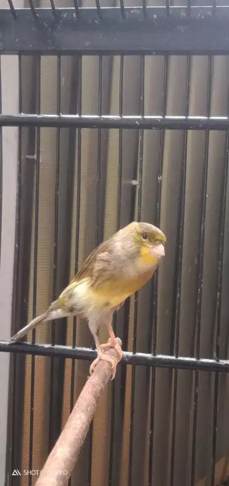 Kenari f1 ys betina bodi bongsor jual fullset kk merk ebod nego