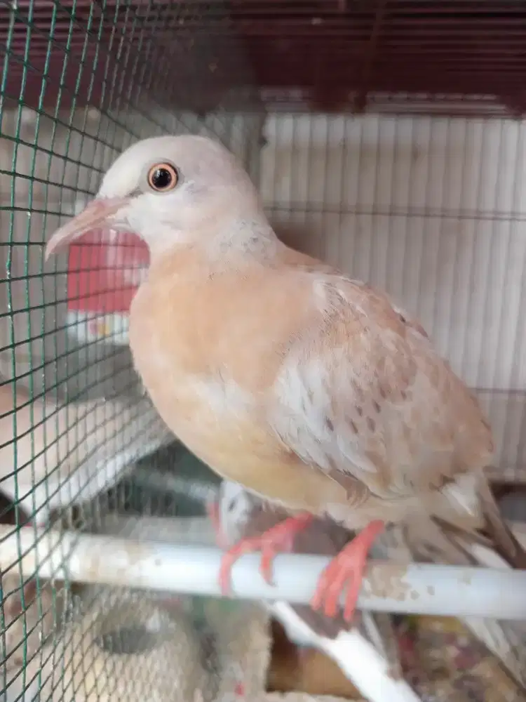 Tekukur Merah Kalung Hitam split blorok, leo