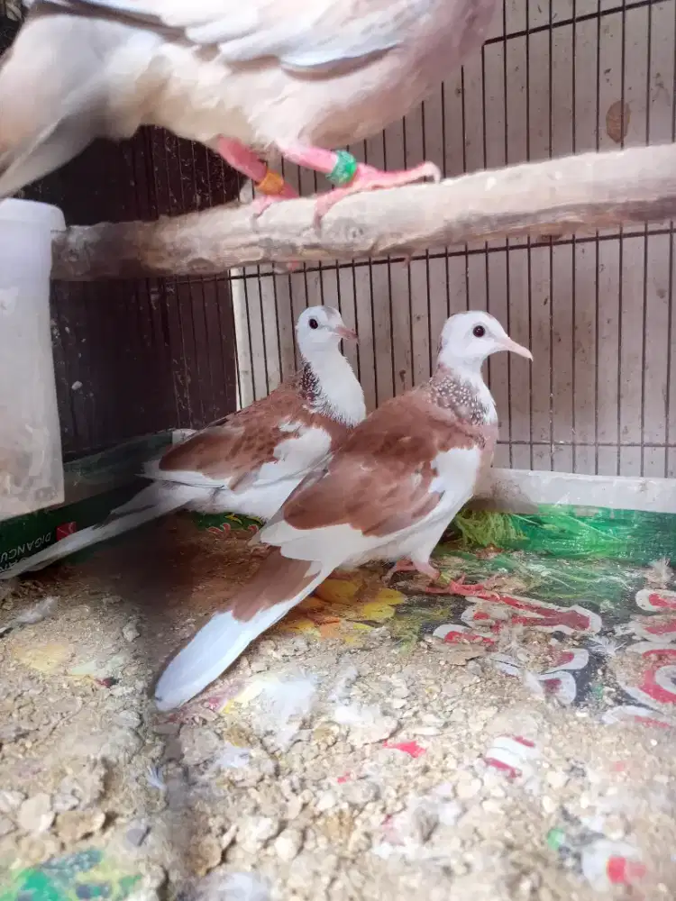 Tekukur Blorok MKH sepsang dewasa