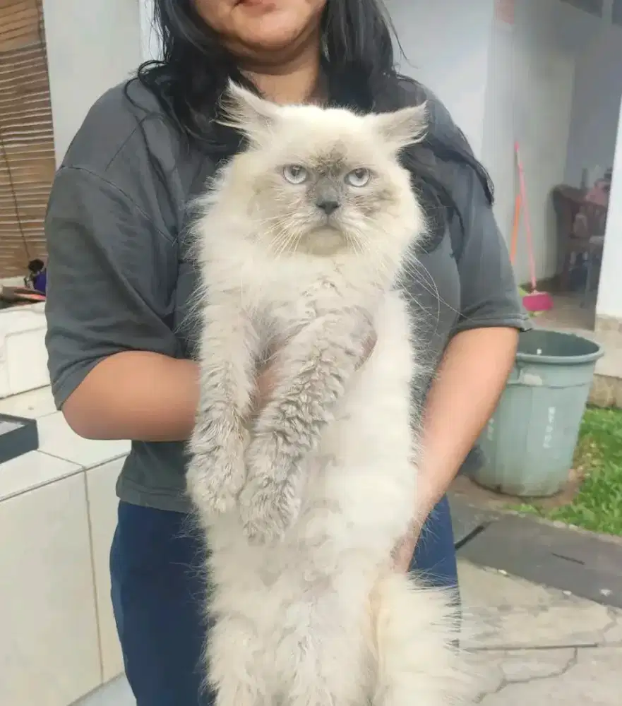 Kucing Himalaya