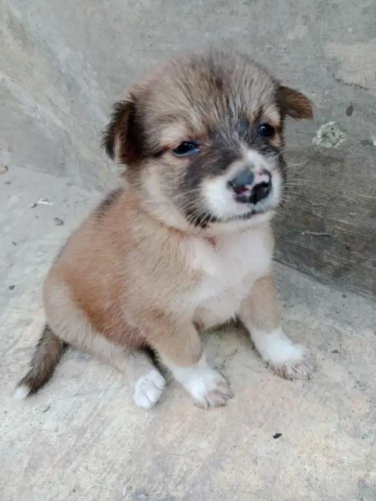 Anak anjing kampung