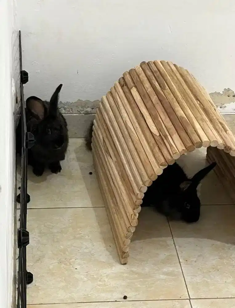 Free adopsi 3 kelinci remaja